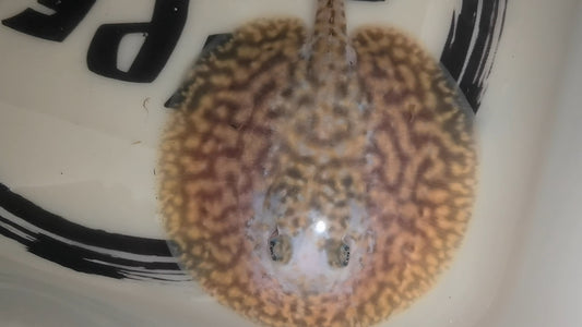 Freshwater stingray pearl piebald male 5inch