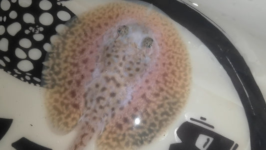 Freshwater stingray pearl piebald male 5inch