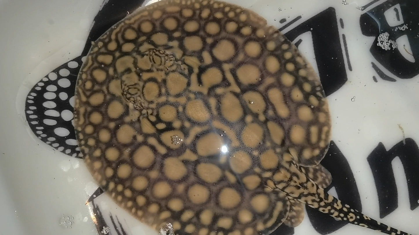 Freshwater stingray hybrid het female 6inch (for beginner)