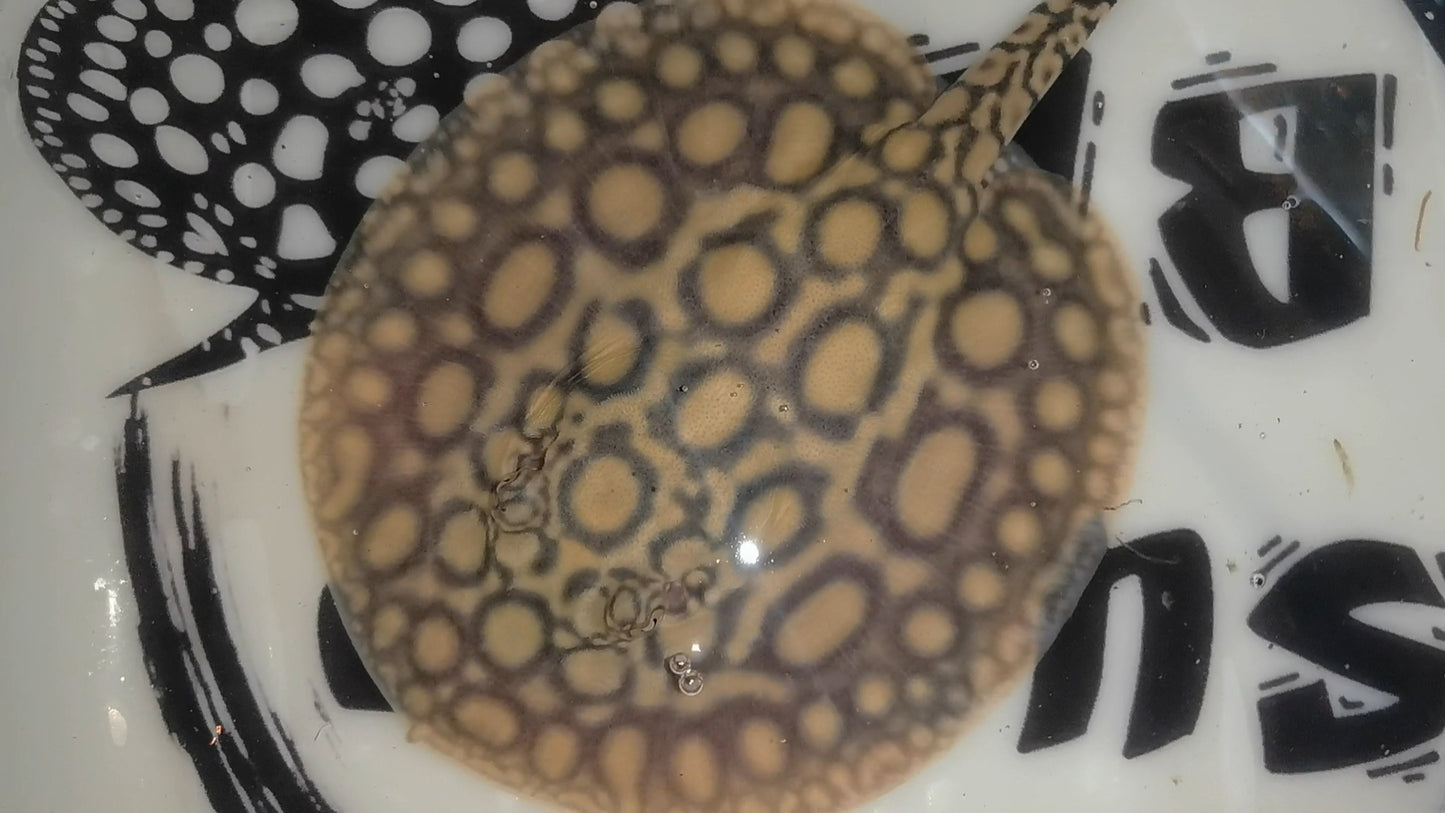 Freshwater stingray hybrid het female 6inch (for beginner)