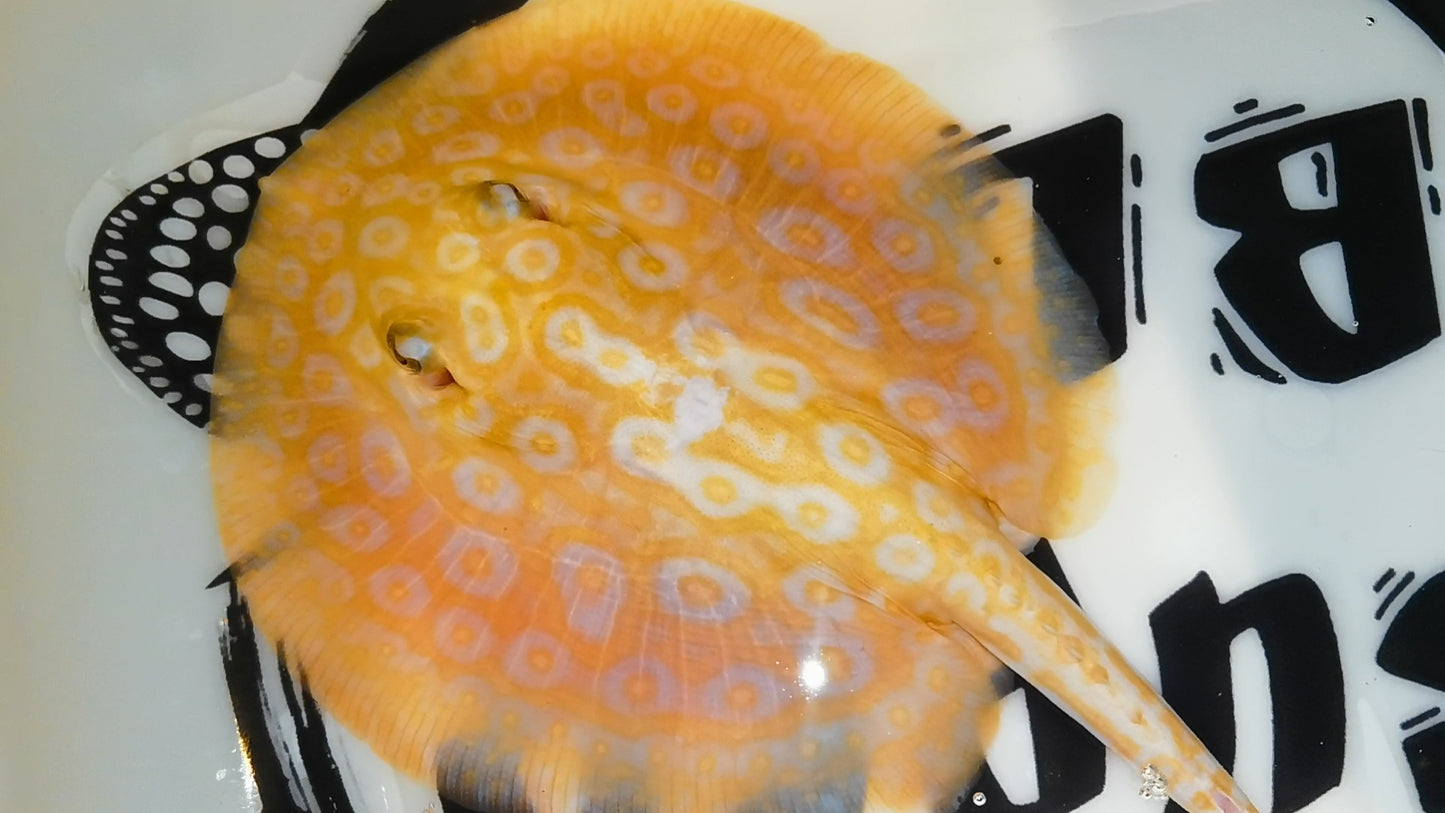 Freshwater redbase pearl albino male 7inch