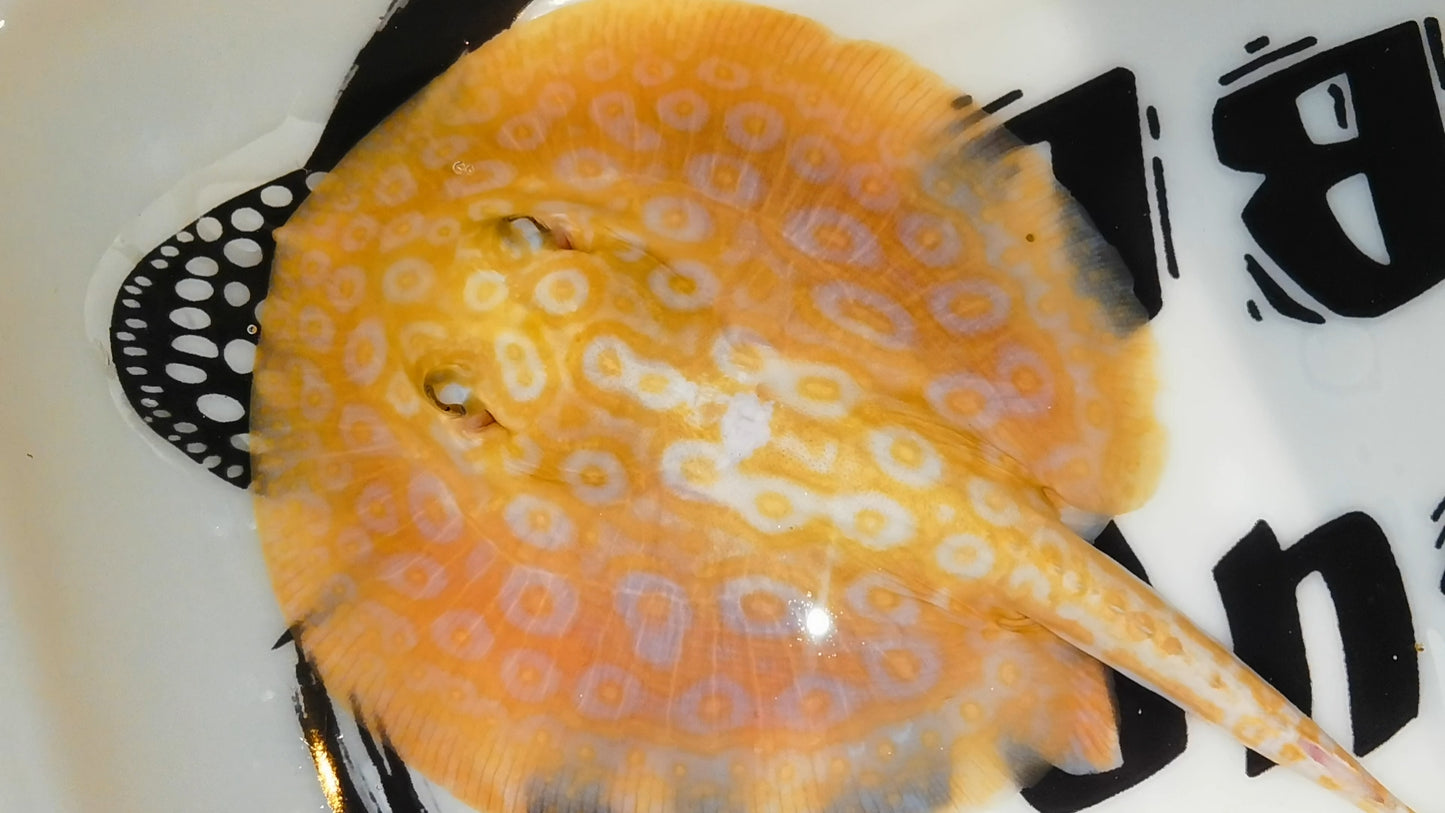 Freshwater redbase pearl albino male 7inch
