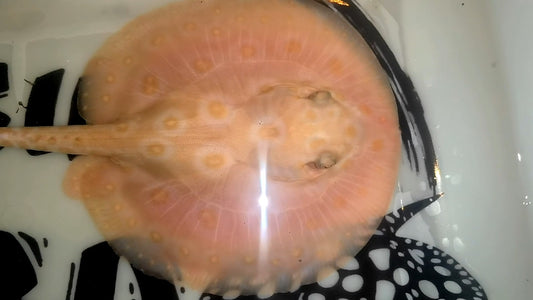 Freshwater redbase motoro hybrid albino male 6inch