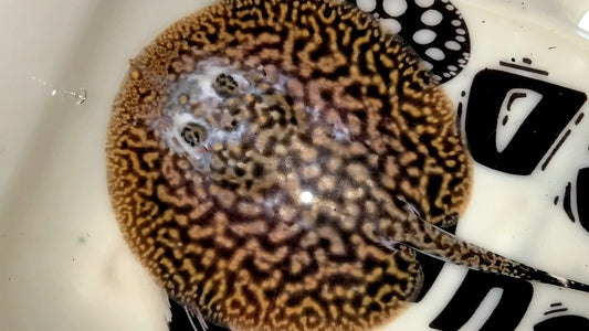 Freshwater stingray pearl piebald male 6.5-7inch