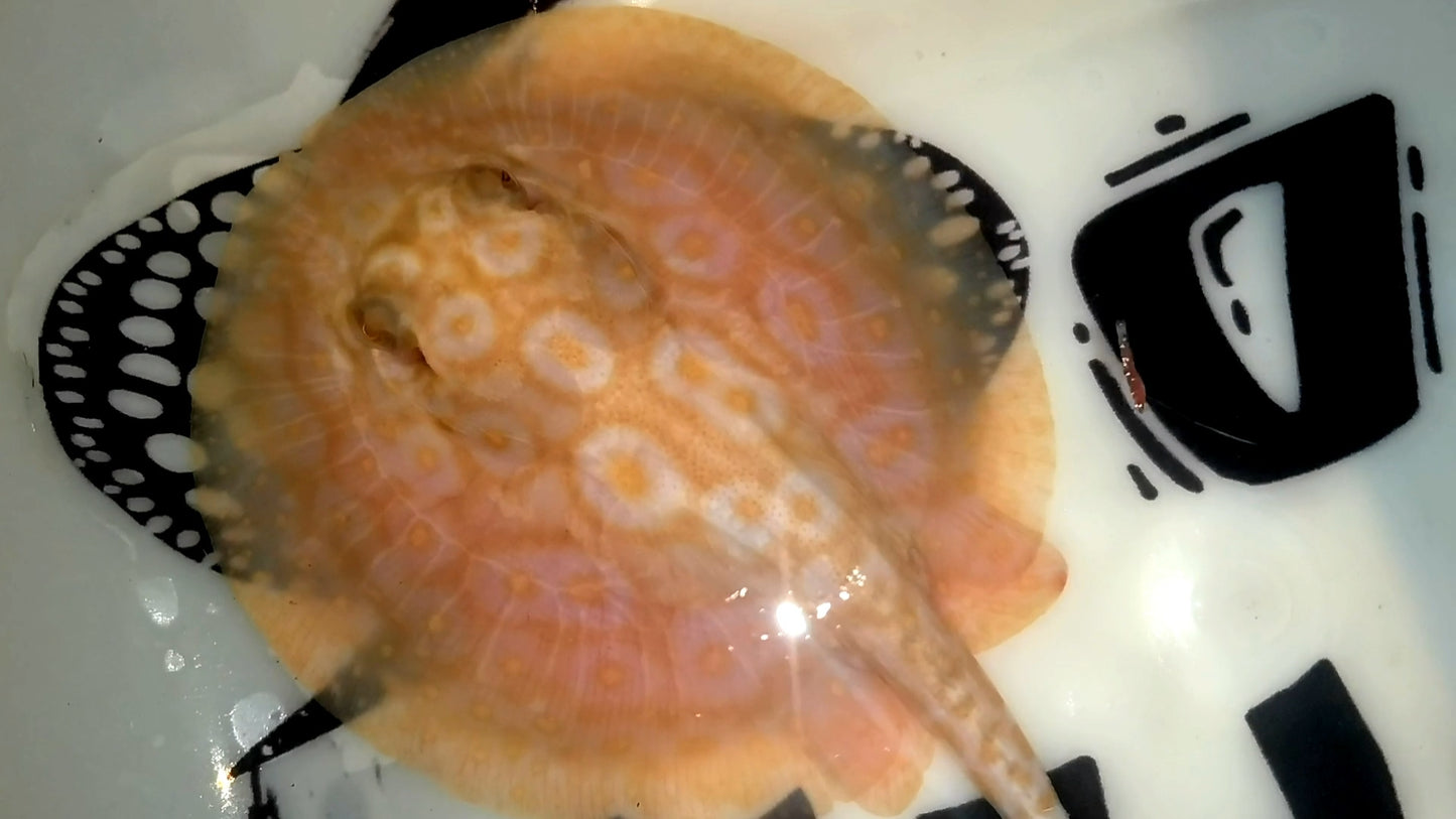 Freshwater stingray redbase pearl albino female 5inch