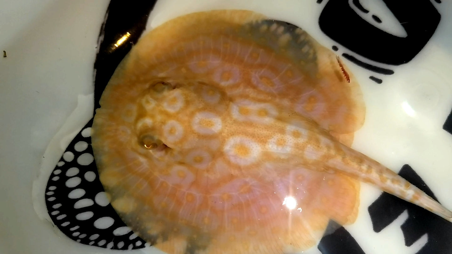 Freshwater stingray redbase pearl albino female 5inch