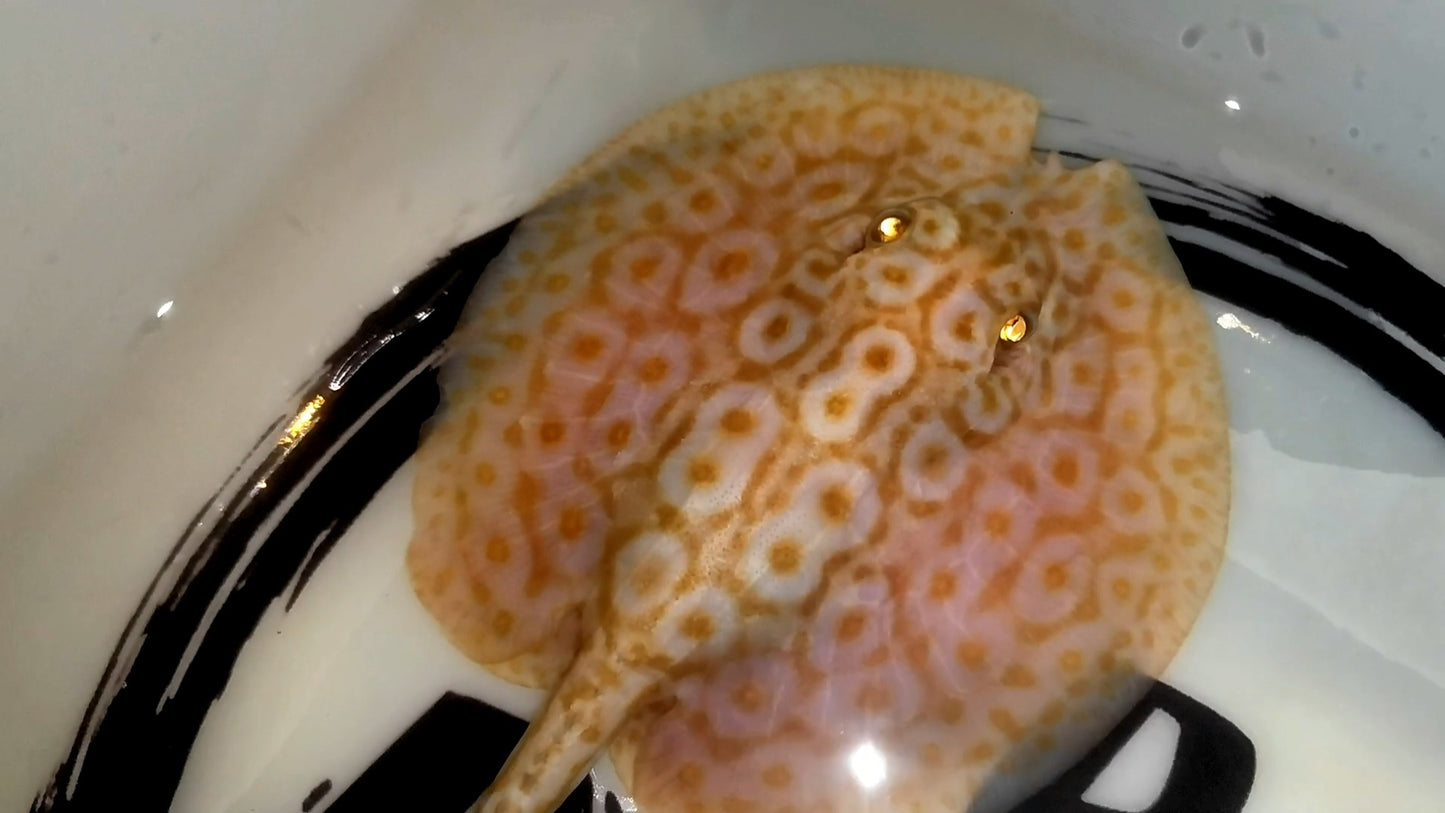 Freshwater stingray redbase pearl albino male (little V)