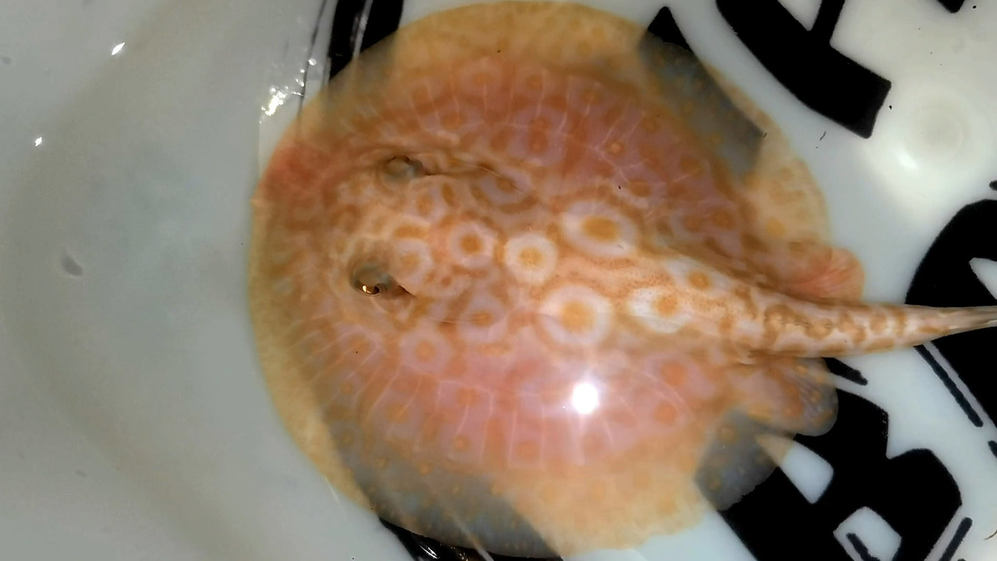 Freshwater stingray redbase pearl albino male 5inch