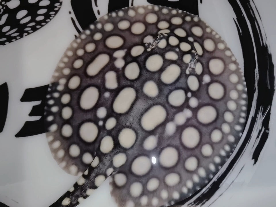 Freshwater stingray black diamond thousand island male 7 inch