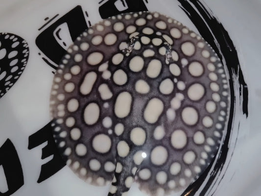 Freshwater stingray black diamond thousand island male 7 inch