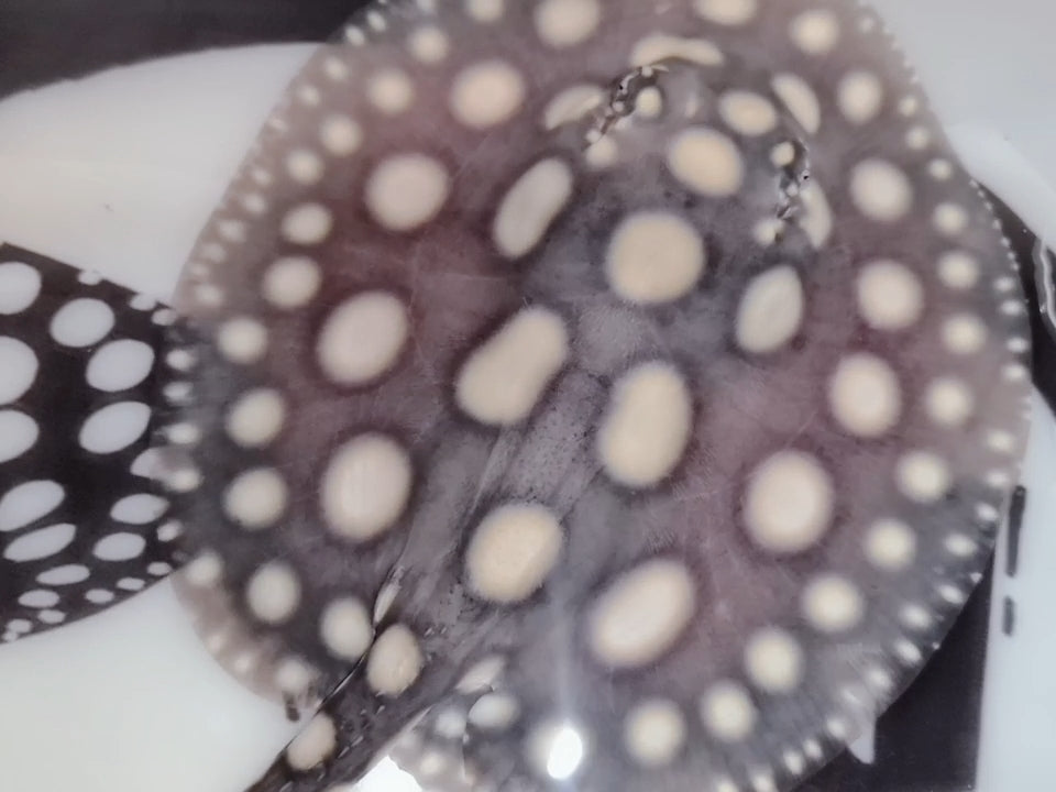 Freshwater stingray black diamond male 5inch