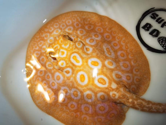 Freshwater redbase pearl albino female 8inch