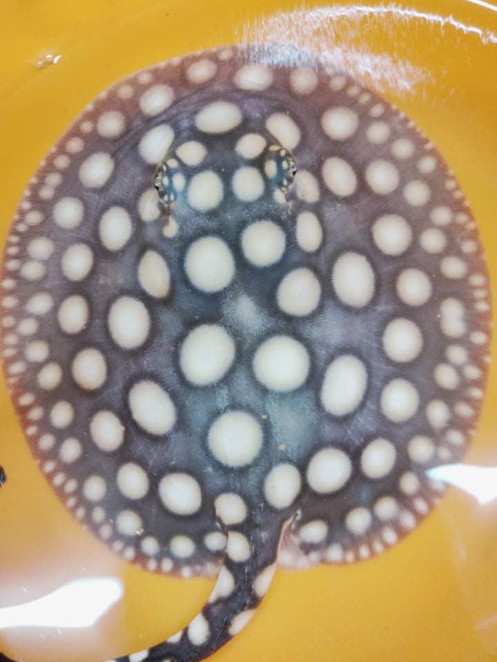 Freshwater stingray Black diamond female 6inch 2