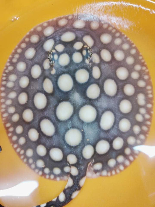 Freshwater stingray Black diamond female 6inch 2
