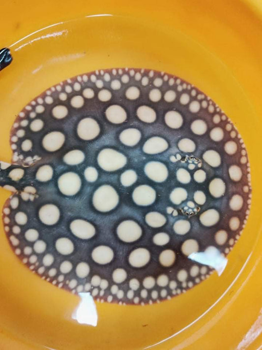 Freshwater stingray Black diamond female 6inch 1