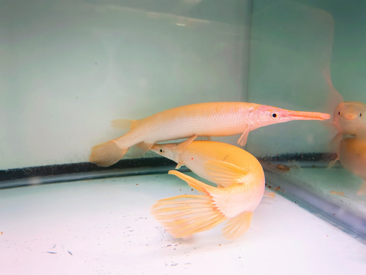 Albino Florida Gars (red eyes)