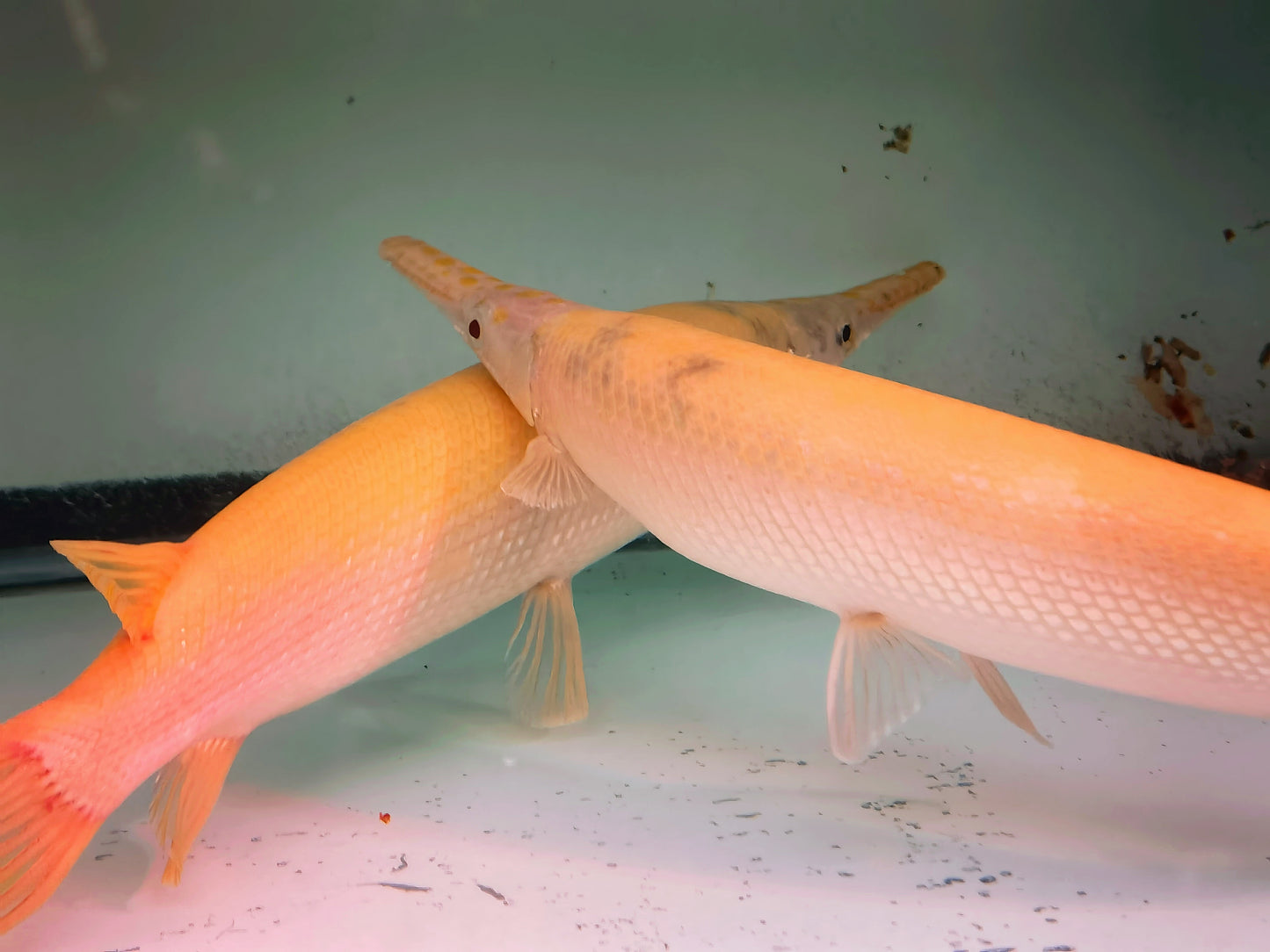 Albino Florida Gars (red eyes)