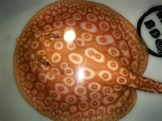 Freshwater stingray redbase pearl albino male