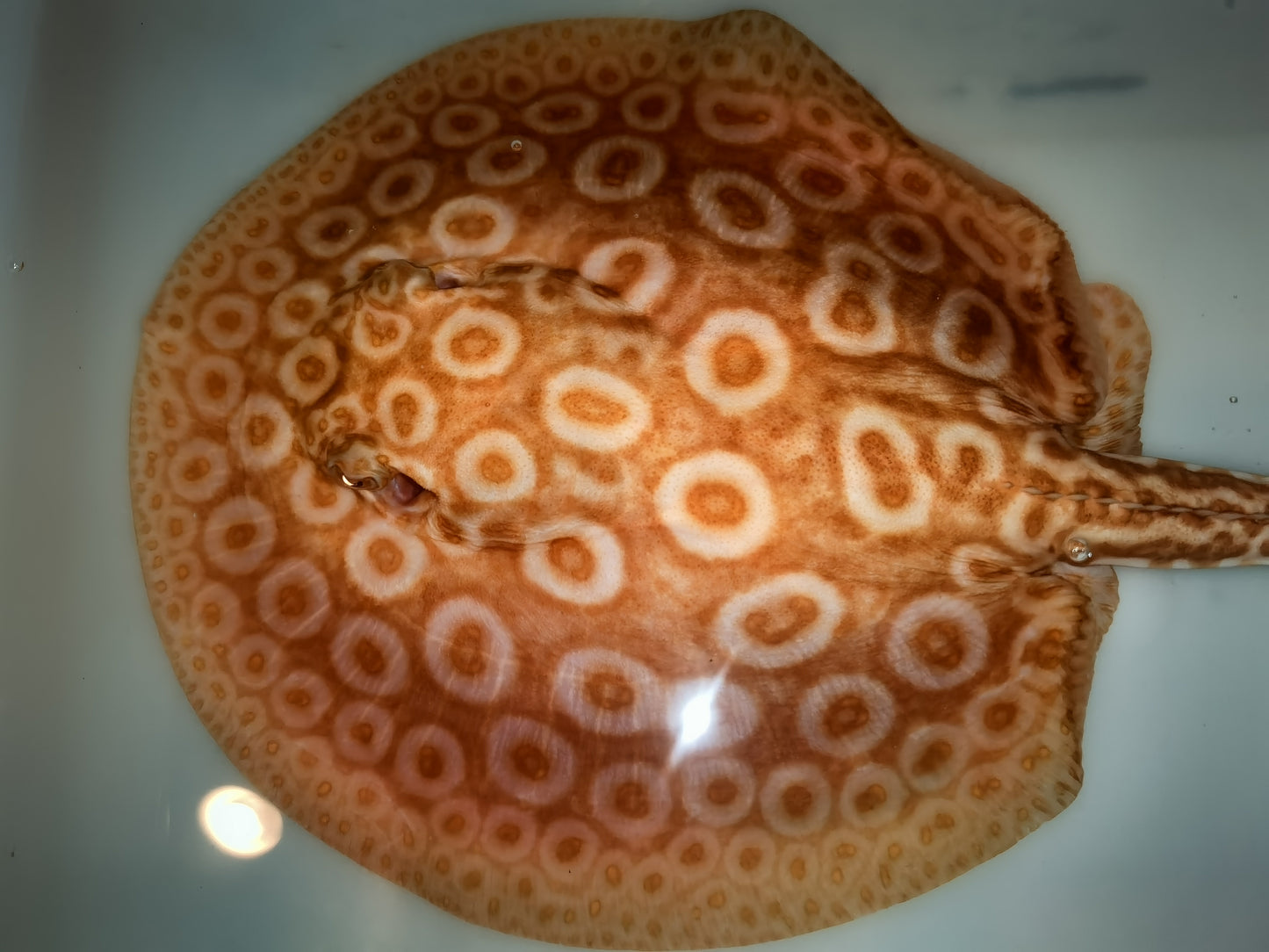 Freshwater stingray redbase pearl albino male 7inch