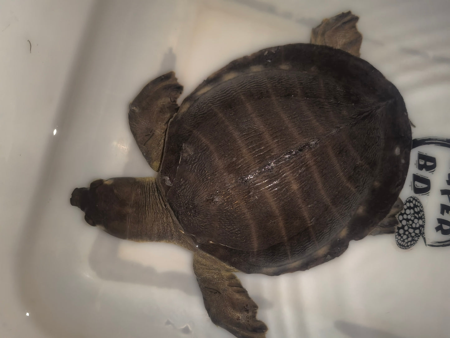 Fly River/Pig Nose Turtle male