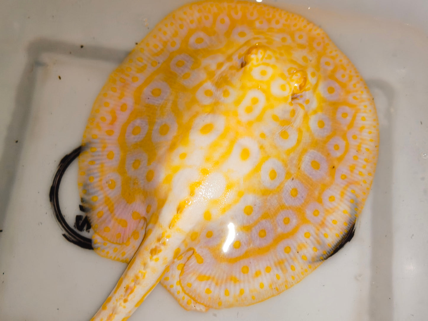 Freshwater stingray goldenbase pearl albino female 8-9inch