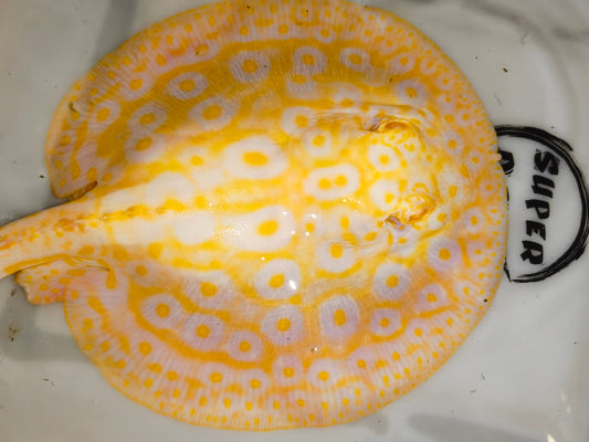 Freshwater stingray goldenbase pearl albino female 8-9inch