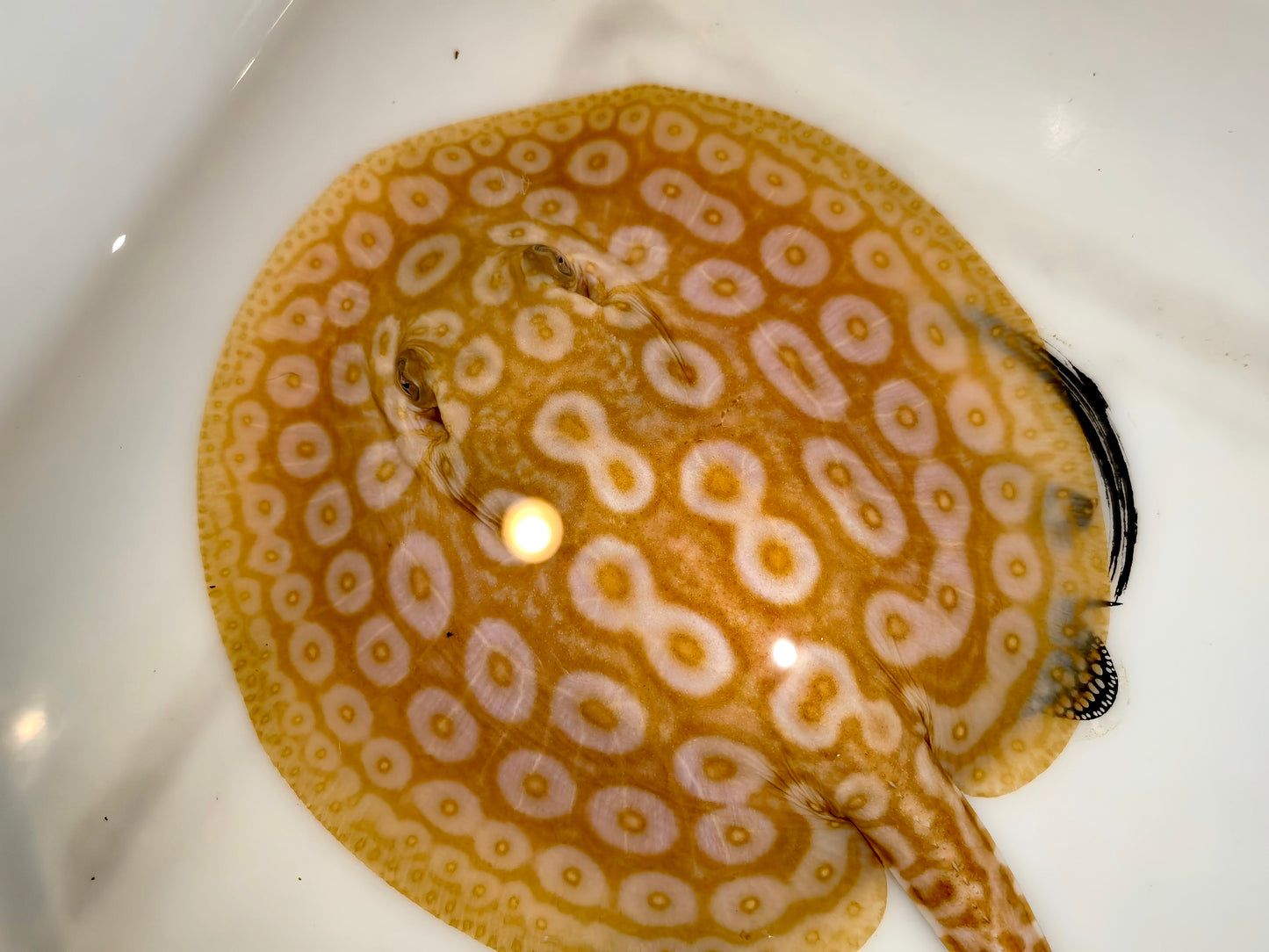 Freshwater stingray redbase pearl albino male 5-6