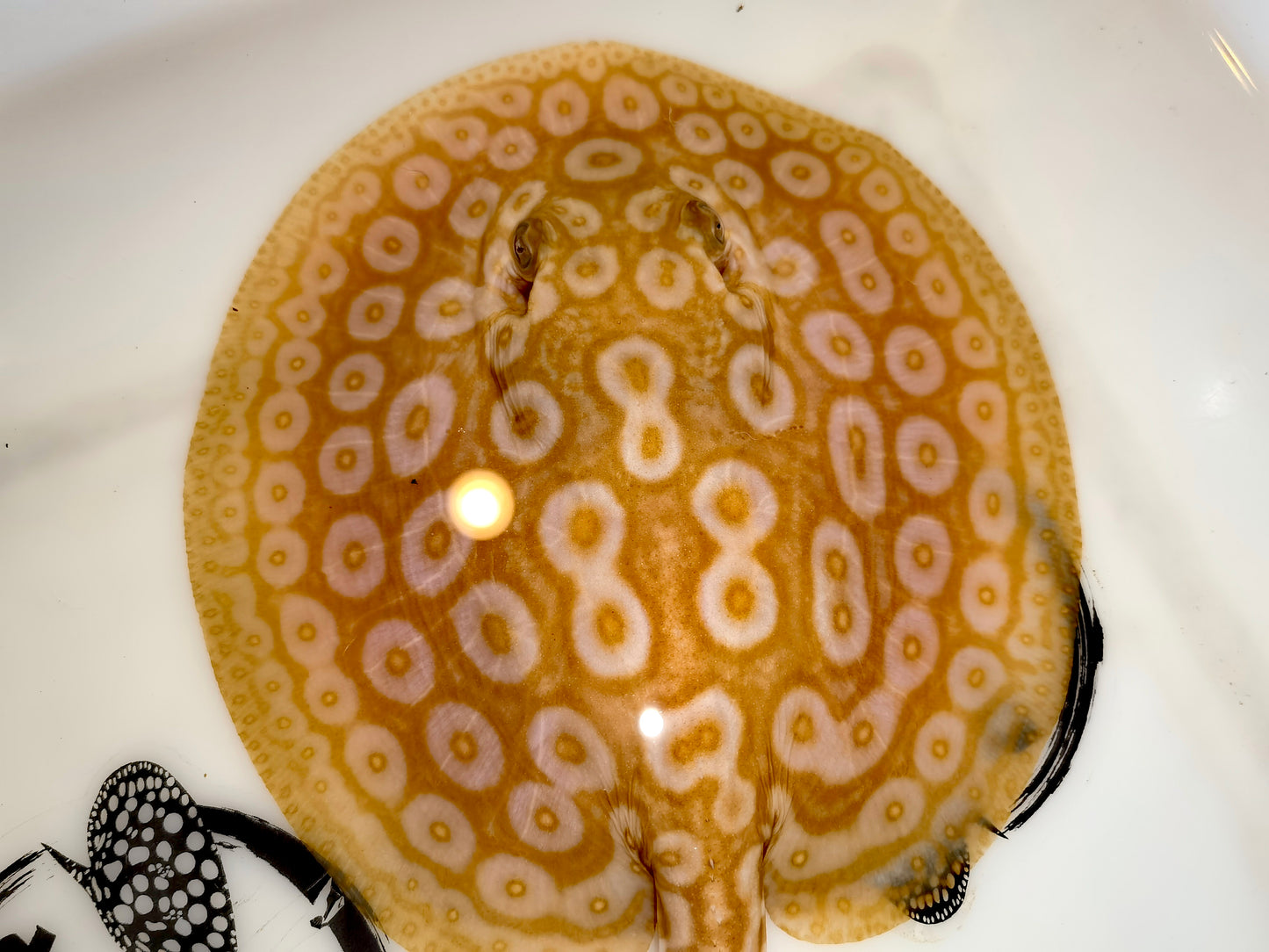 Freshwater stingray redbase pearl albino male 5-6