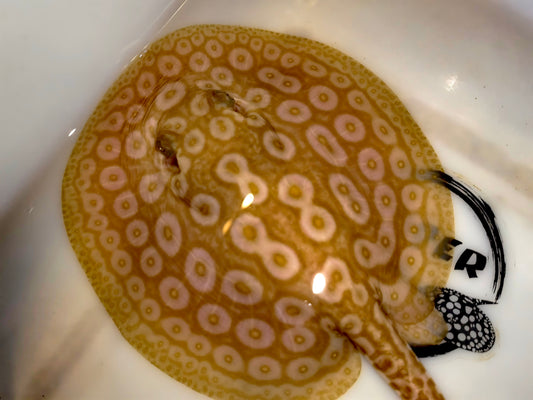 Freshwater stingray redbase pearl albino male 5-6