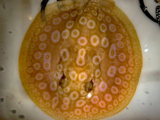 Freshwater stingray redbase pearl albino female 5-6inch