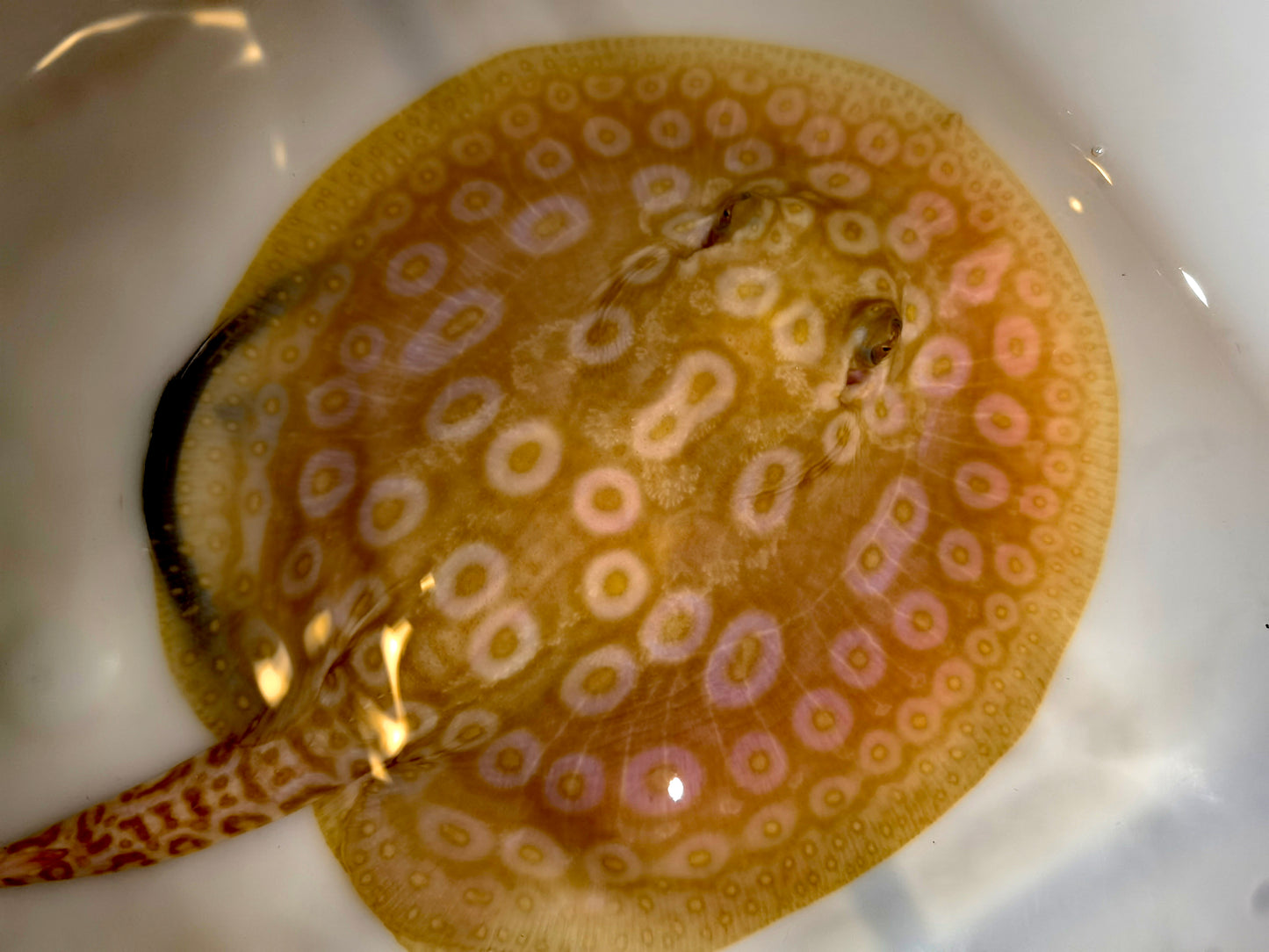 Freshwater stingray redbase pearl albino female 5-6inch