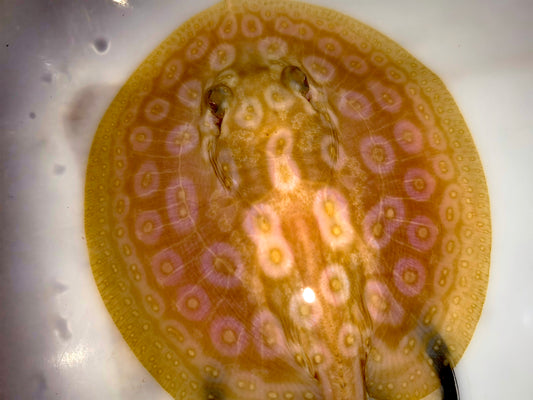 Freshwater stingray redbase pearl albino female 5-6inch