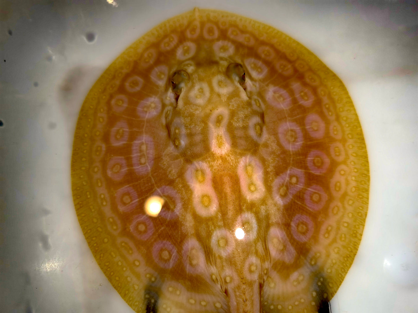 Freshwater stingray redbase pearl albino female 5-6inch