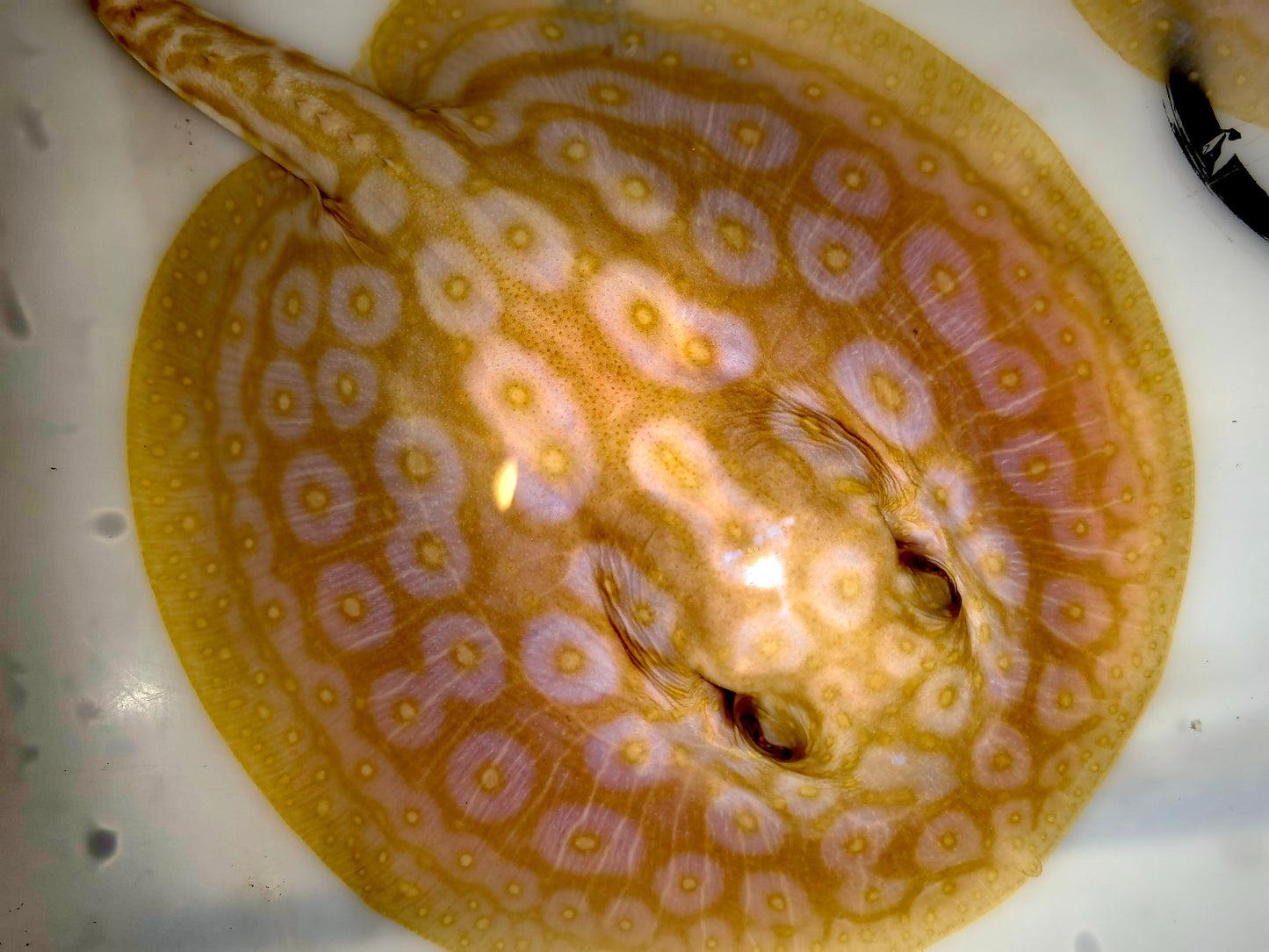Freshwater stingray redbase pearl albino male 5-6inch
