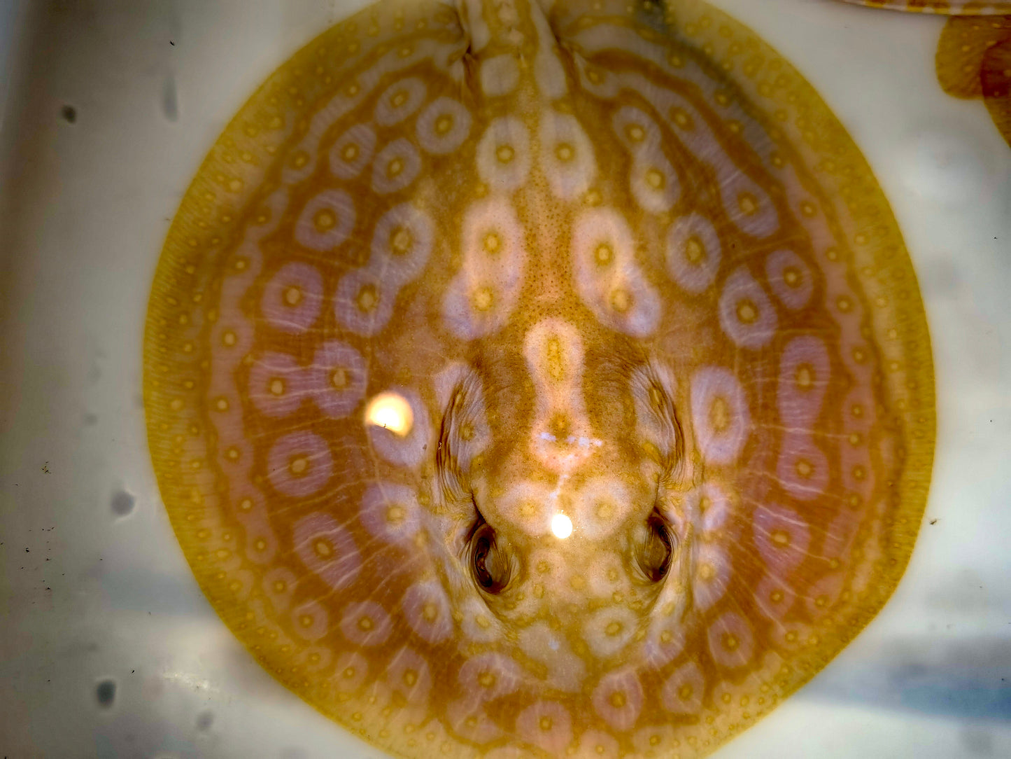 Freshwater stingray redbase pearl albino male 5-6inch