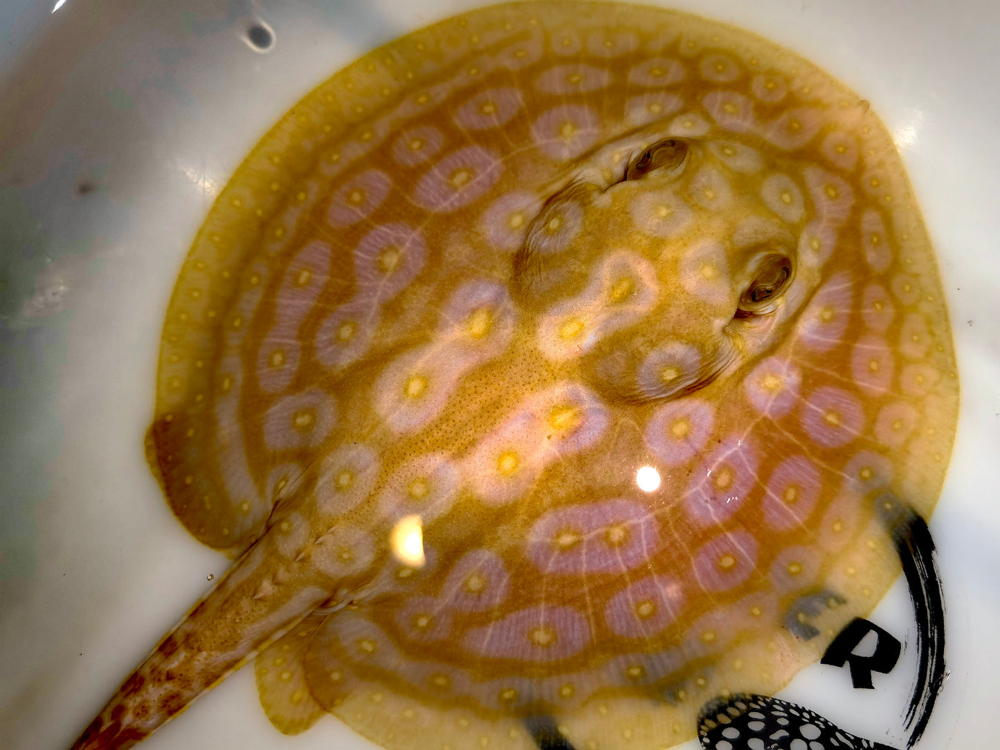 Freshwater stingray redbase pearl albino male 5-6inch