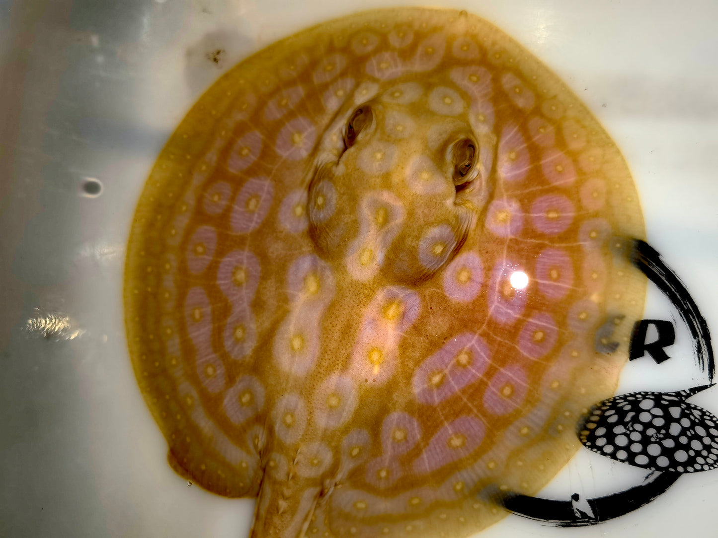 Freshwater stingray redbase pearl albino male 5-6inch