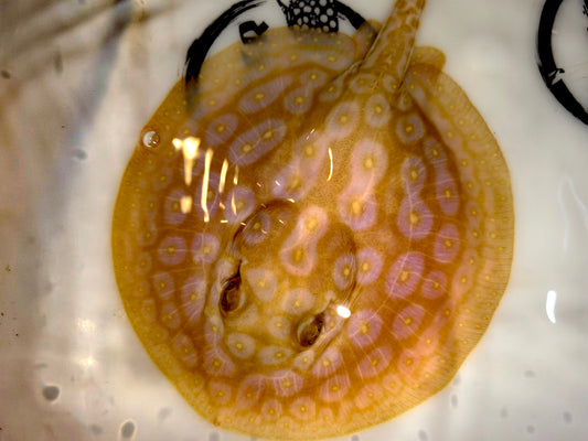 Freshwater stingray redbase pearl albino male 5-6inch