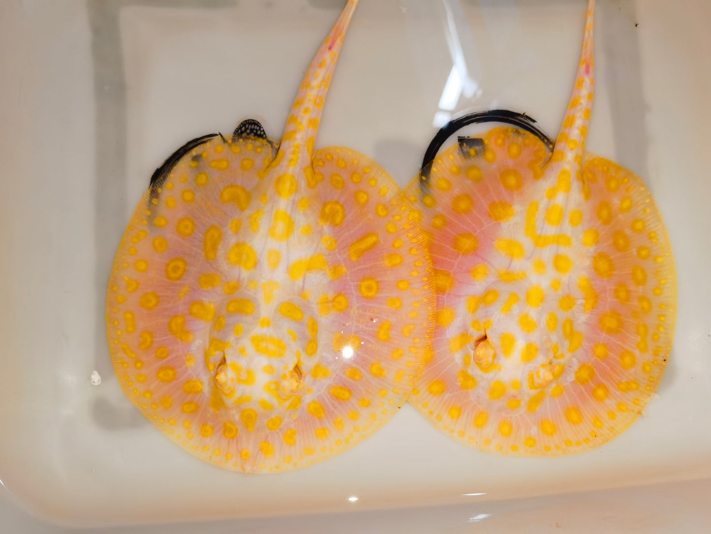 Freshwater stingray goldenbase black diamond hybrid albino pair