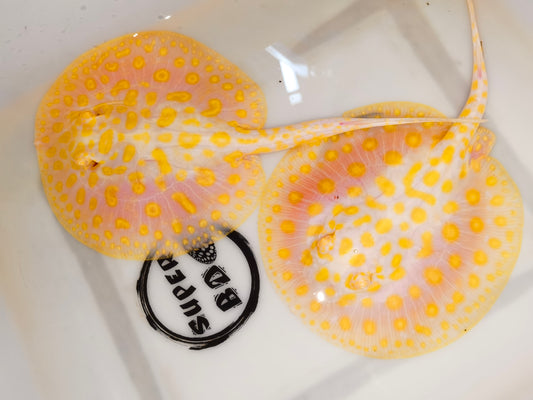 Freshwater stingray goldenbase black diamond hybrid albino pair