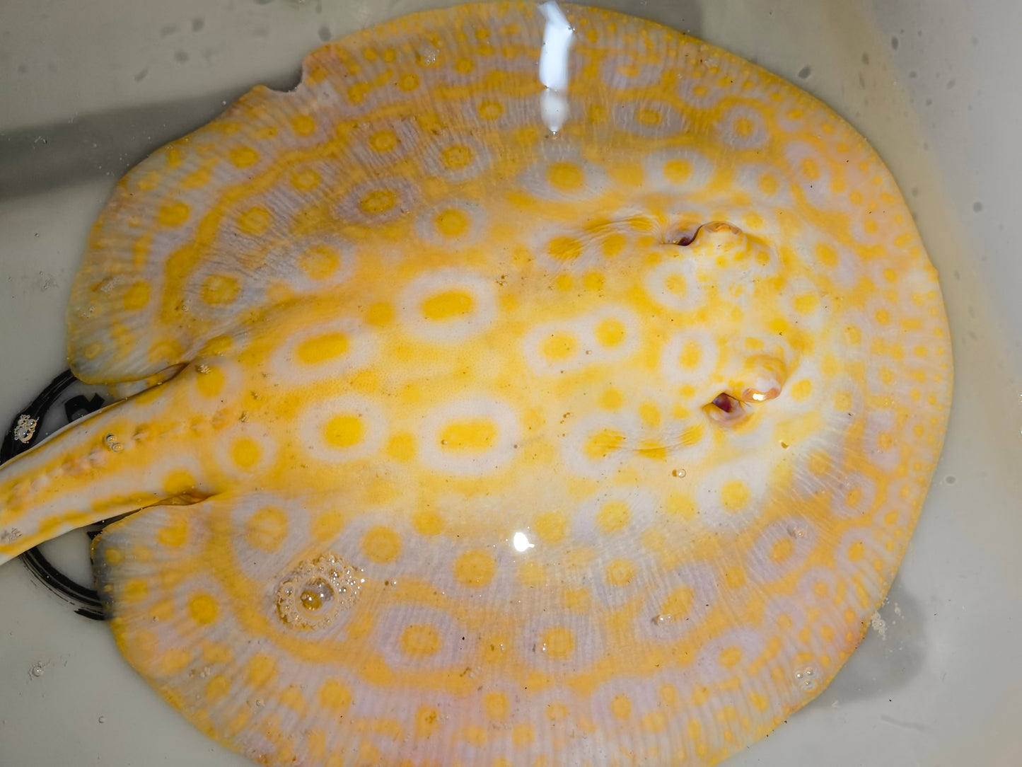 Freshwater stingray goldenbase pearl albino male 9-10inch