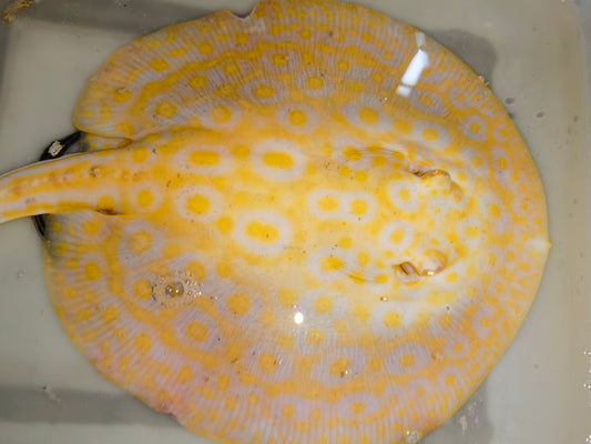 Freshwater stingray goldenbase pearl albino male 9-10inch