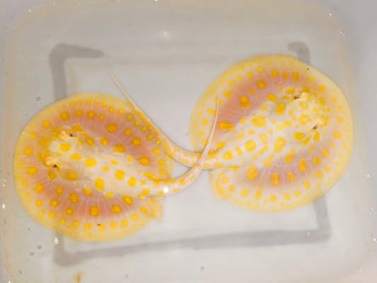 stingray goldenbase black diamond hybrid albino pair
