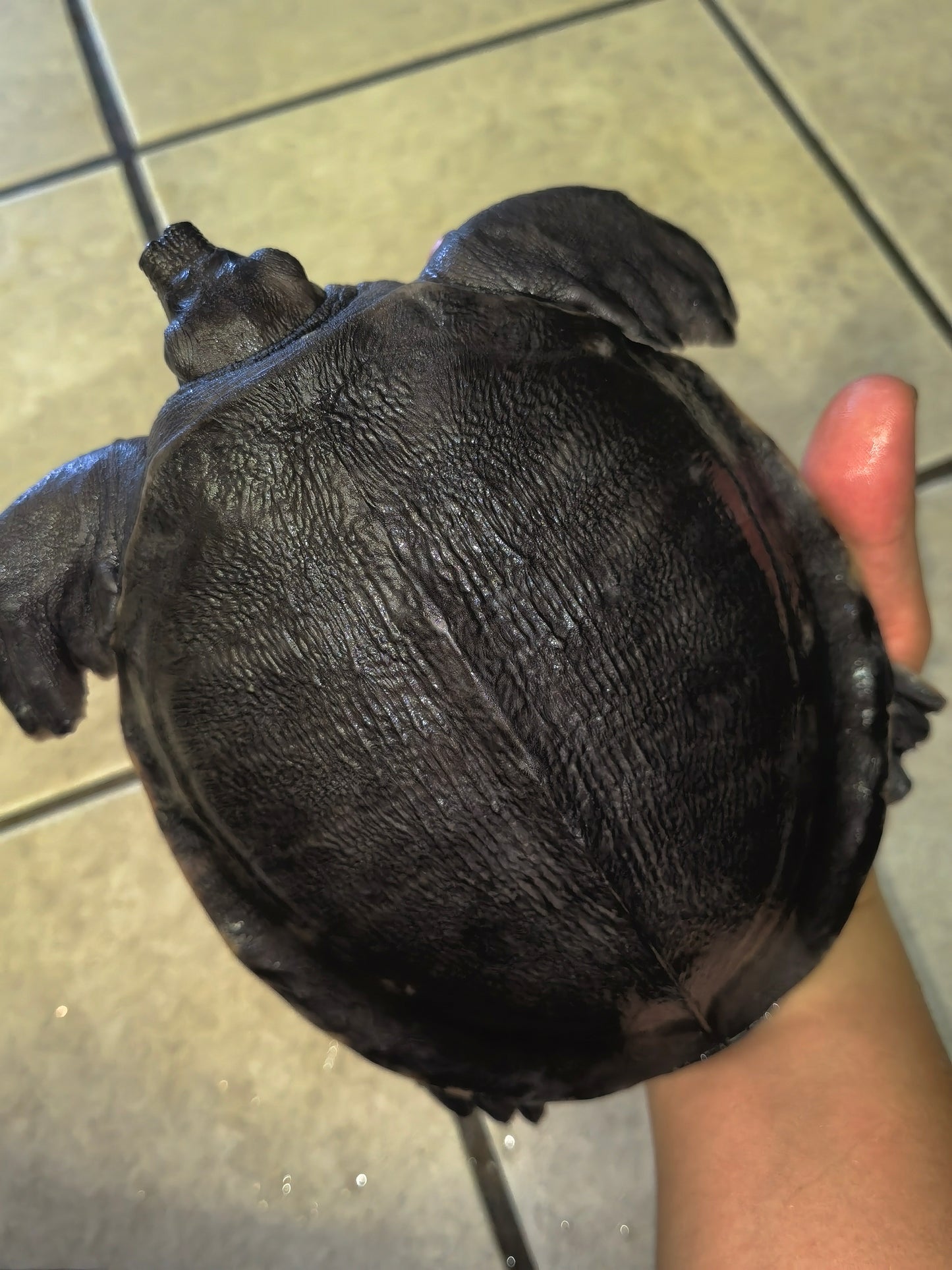 Fly River /Pig Nose Turtle male