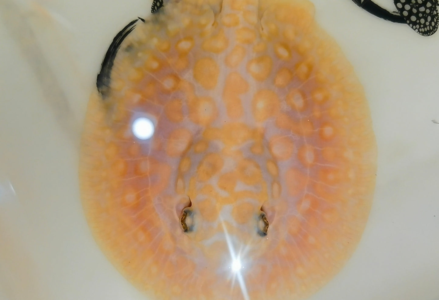 Freshwater stingray teacup/mini black diamond hybrid female