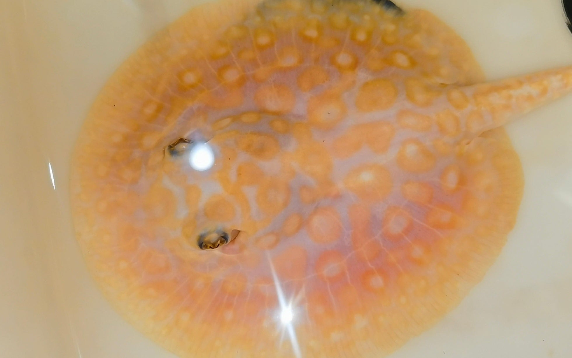 freshwater teacup stingray