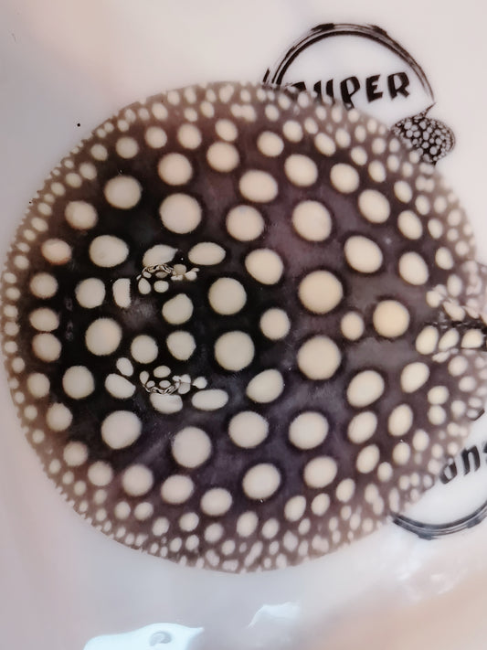 Freshwater stingray black diamond male 7inch