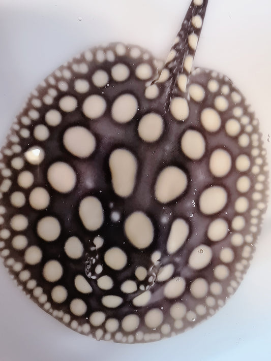 Freshwater stingray black diamond male 7inch