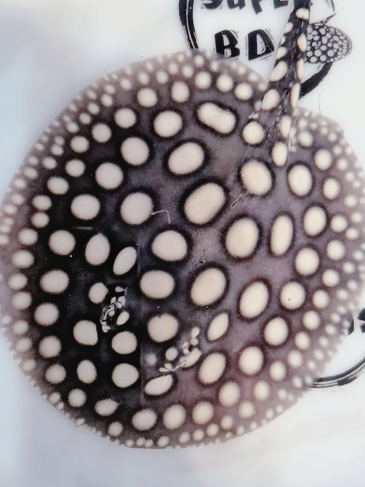 Freshwater stingray black diamond male 6inch