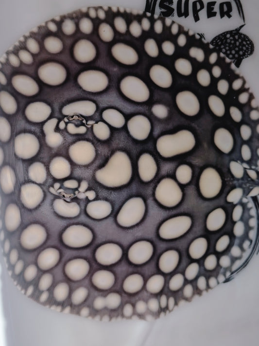 Freshwater stingray black diamond male 7inch